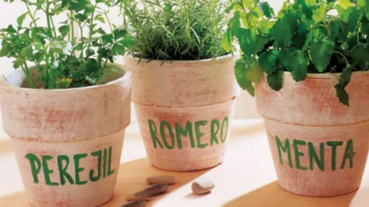 Plantas aromáticas: Cómo utilizarlas en casa para atraer la riqueza a tu vida