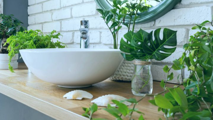 Plantas que SÍ o SÍ tienen que estar en tu baño; son perfectas para decorarlo
