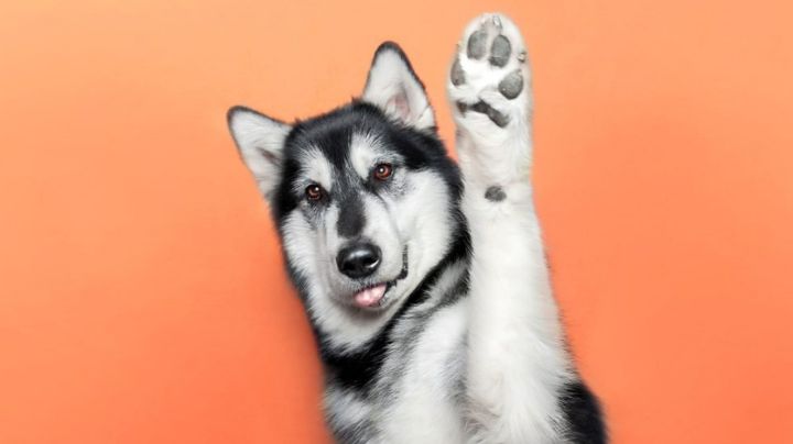 Jamás limpies las patitas de tu perro con toallitas húmedas; te decimos el porqué