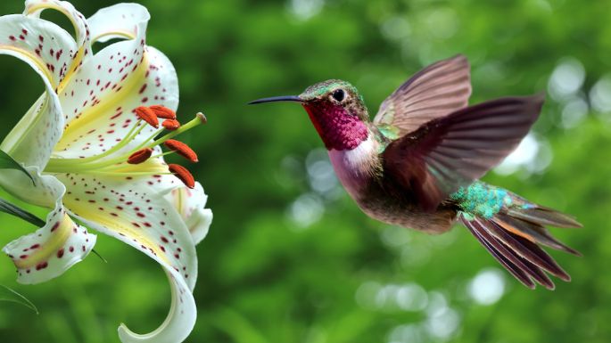 Recibe en tu jardín colibríes, mariposas y abejas con estas 4 hierbas aromáticas