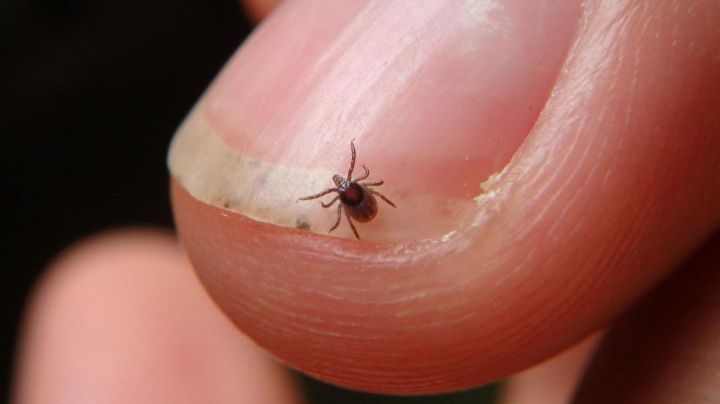 Cuida de la salud de tu familia y aleja las garrapatas con este veneno casero