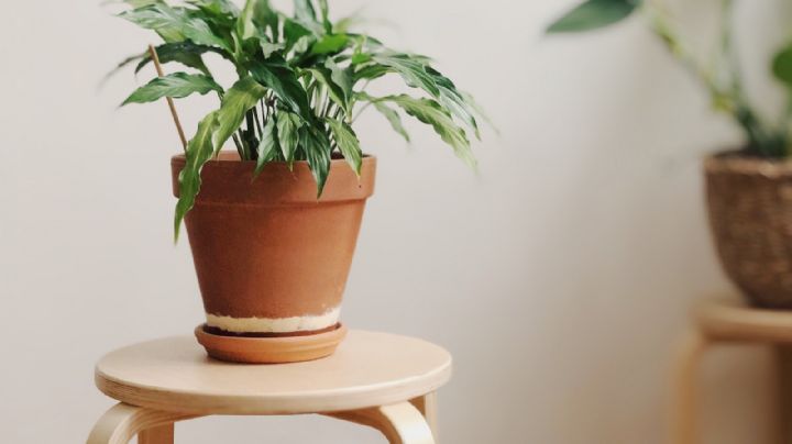 Te enseñamos a preparar un agua de riego especial que dejará más bonitas tus plantas