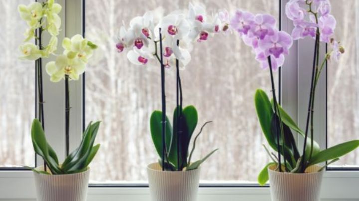 Que tus orquídeas no se marchiten; estas son las señales de que necesitan ser regadas