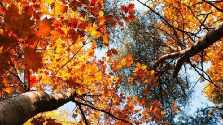 Equinoccio de Otoño: Cuándo llega y todos los detalles de la nueva estación del año