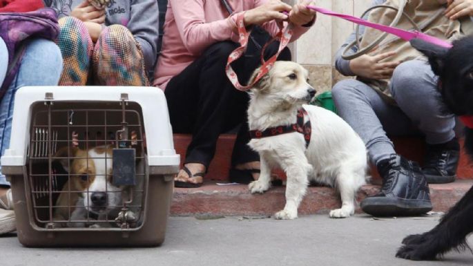 Septiembre de sismos: Así es cómo debes ayudar tu mascota en caso de un temblor