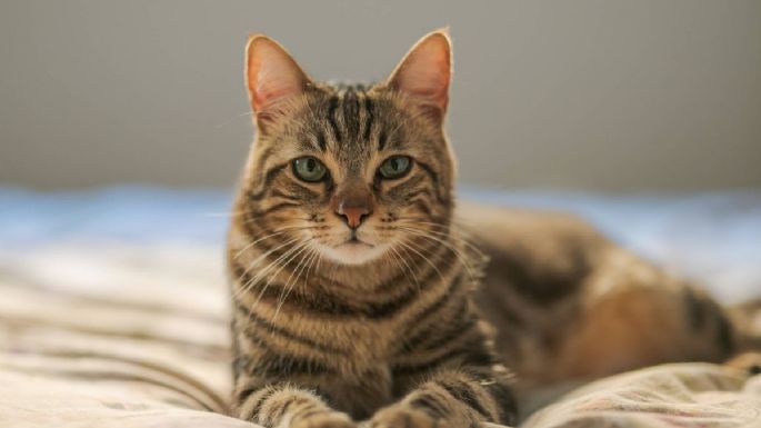 ¿Se orina por toda la casa? Cómo evitar que tu gato haga fuera del arenero