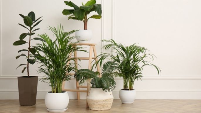 Feng Shui: Lugares en los que NUNCA debes colocar plantas para proteger tu dinero