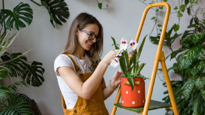 Plantas que aunque no lo creas aumentarán tu productividad en la escuela o trabajo