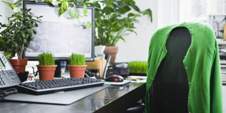 Plantas que aumentan tu productividad