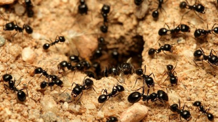 ¿Hormigas en casa? Prepara este veneno con azúcar y ácido bórico para terminar con la plaga al instante
