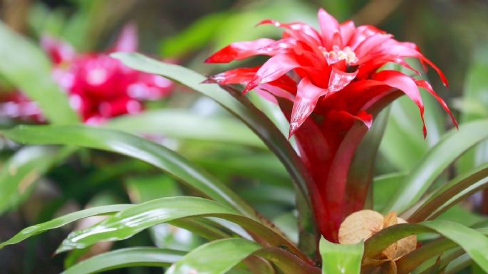 ¿Cómo mantener una bromelia en invierno? Consejos profesionales para cuidar bien de tu planta