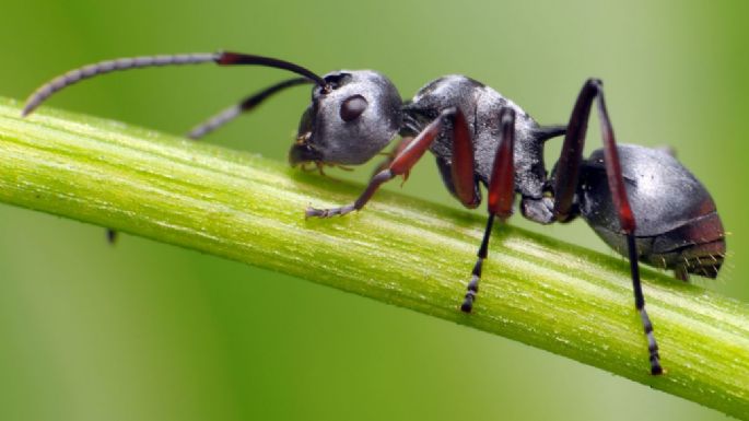 Repelente de hormigas: Aléjalas de tu casa con estos productos naturales