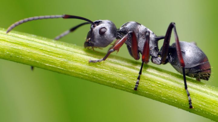 Repelente de hormigas: Aléjalas de tu casa con estos productos naturales
