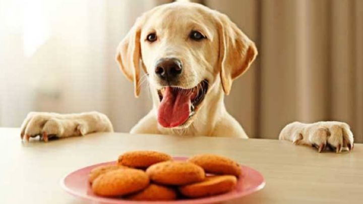 Consiente a tu perro con ayuda de estas deliciosas galletas especiales para lomitos