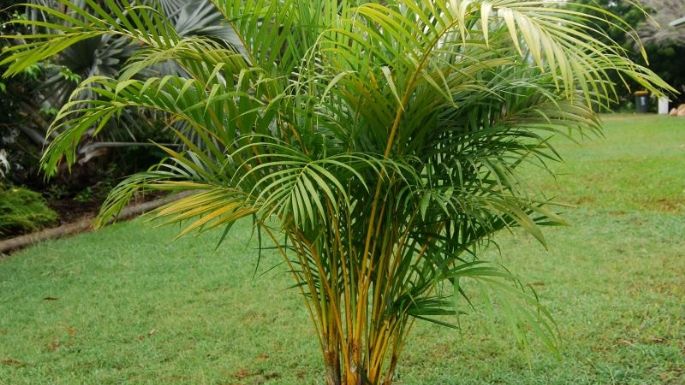 Jardinería: ¿Cómo cuidar y podar una palmera fénix?