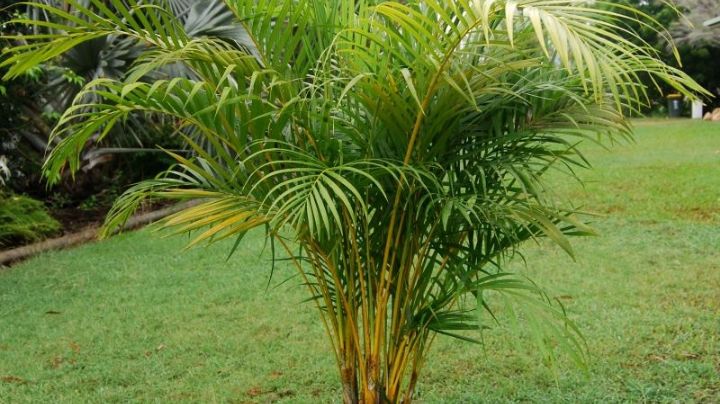 Jardinería: ¿Cómo cuidar y podar una palmera fénix?