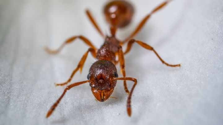 Termina con las plagas: 3 remedios caseros para ahuyentar las hormigas de casa