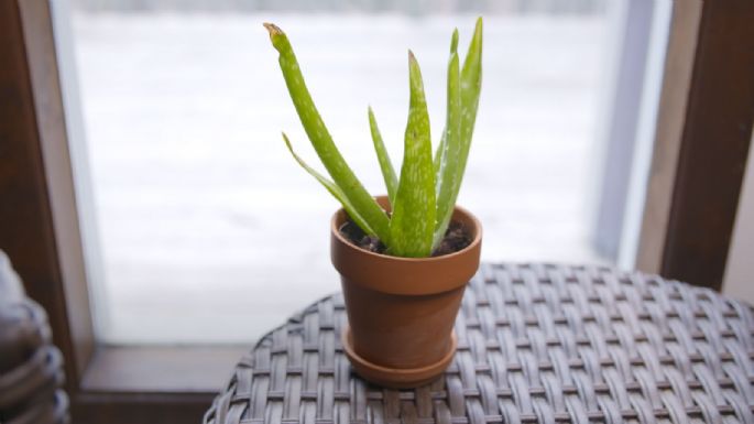 Aloe vera: ¿Cómo saber si tiene sed y es momento de regarla?