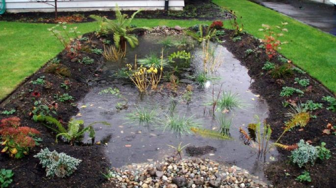 Jardín de lluvia: ¿Cuáles son las plantas adecuadas para este espacio?