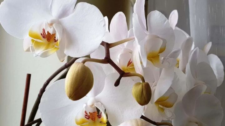 No te lo pierdas: Así es como puedes hacer un fertilizante económico para tus orquídeas