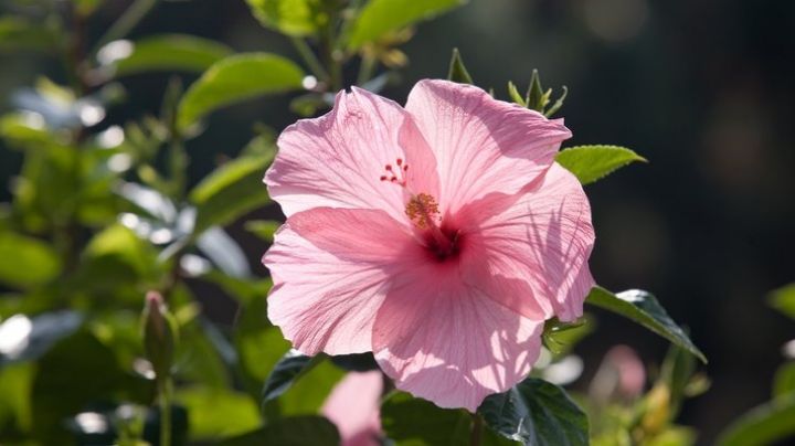 Beneficios del hibisco: Entérate de todo lo bueno que ofrece esta flor