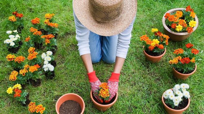 Jardinería sin lastimarse la espalda: 5 métodos que sí funcionan y cuidan a tu cuerpo