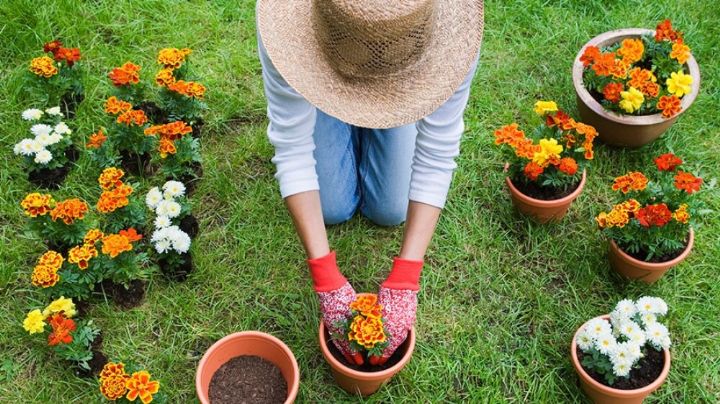 Jardinería sin lastimarse la espalda: 5 métodos que sí funcionan y cuidan a tu cuerpo