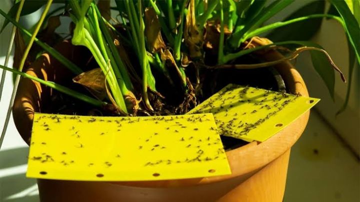 Mantén a salvo tus plantas: 3 formas en las que puedes ahuyentar las moscas que las rodean