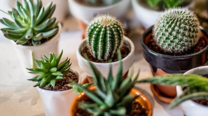 ¿Regaste tu cactus de más? Evita que se ahogue y muera; sigue nuestros consejos para salvarlo