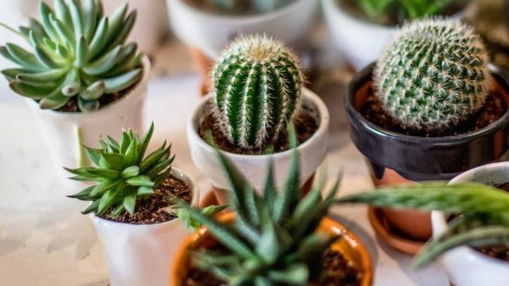 ¿Regaste tu cactus de más? Evita que se ahogue y muera; sigue nuestros consejos para salvarlo