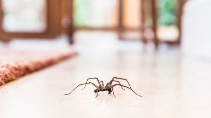 Plantas contra las arañas: Ponlas en una maceta y olvídate de estos arácnidos sin hacerles daño
