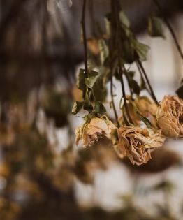 ¡No tires tus flores marchitas! He aquí 3 formas de cómo puedes usarlas de manera diferente