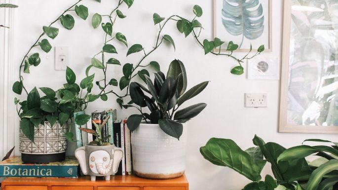 ¡Cuidado! Estas plantas de interior son muy dañinas; puede perjudicarte a ti o a tu mascota