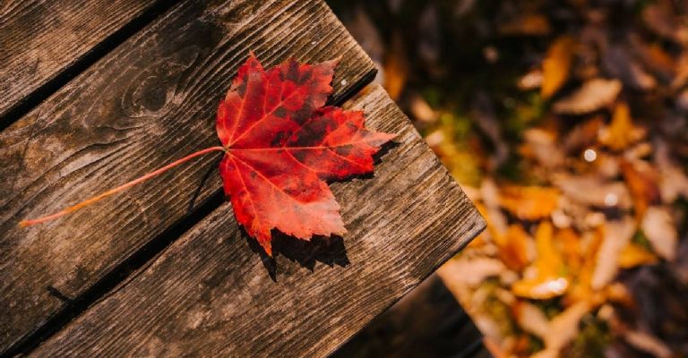 ¿Cómo reutilizar las hojas que caen de los árboles en otoño?