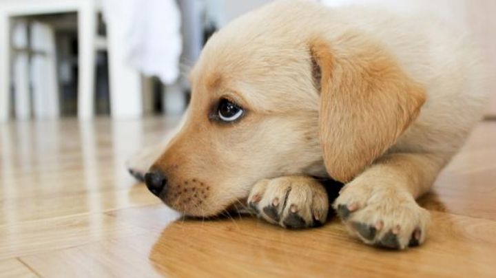 ¿Cómo eliminar el olor a orina de perro? Estos 2 productos naturales te pueden ayudar