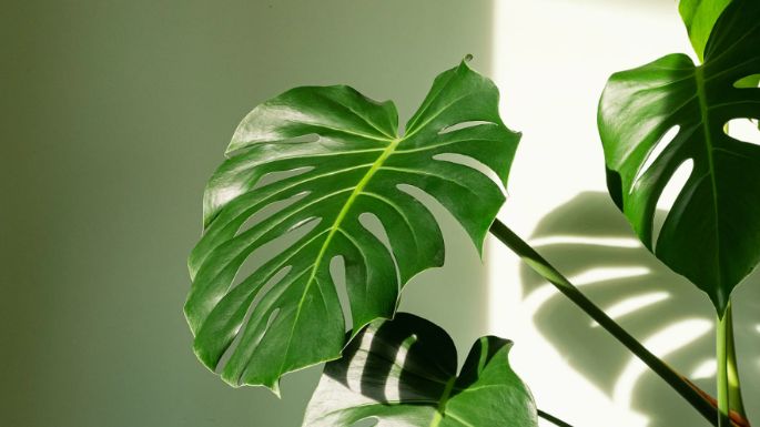 Monstera con manchas marrones: 3 razones comunes y consejos para solucionarlo