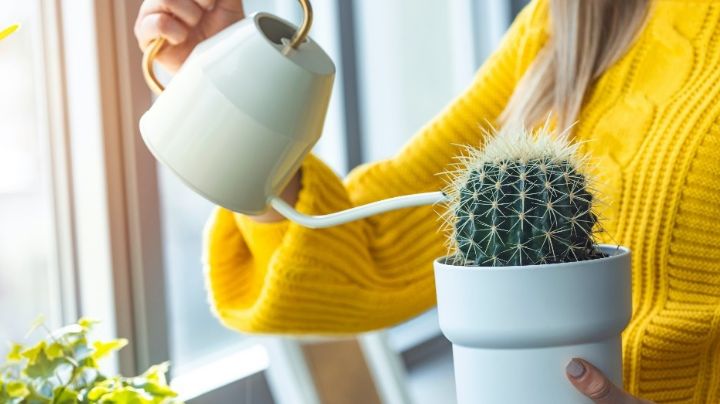 ¿Con qué frecuencia debes de regar un cactus? Este es el tiempo perfecto para evitar que se marchite