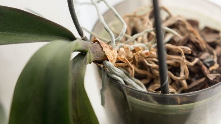 Orquídeas: Guía paso a paso para salvarla si la planta ha perdido sus raíces
