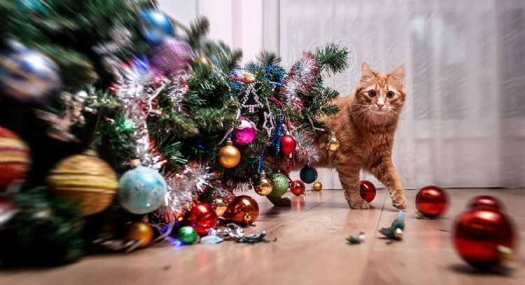 ¿Tienes gato en casa? Aquí algunas alternativas de árbol de Navidad para que no lo tiren
