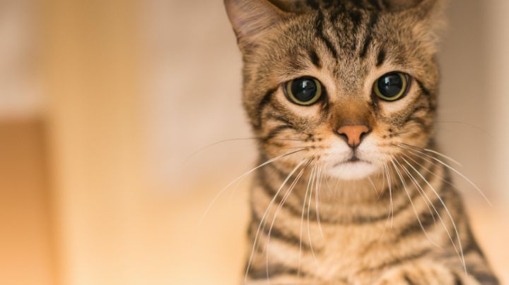 ¿Tu gato puede saber que estás enferma? Te sorprenderá la respuesta