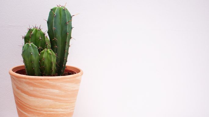 Feng Shui: Esta es la razón por la que debes de evitar decorar con cactus en casa