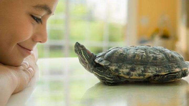Técnica de la tortuga: La mejor manera para que tus hijos aprendan a controlar sus emociones