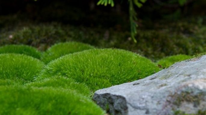 Un jardín más bonito: ¿Cómo eliminar el musgo del pasto?