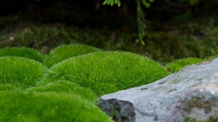 Un jardín más bonito: ¿Cómo eliminar el musgo del pasto?