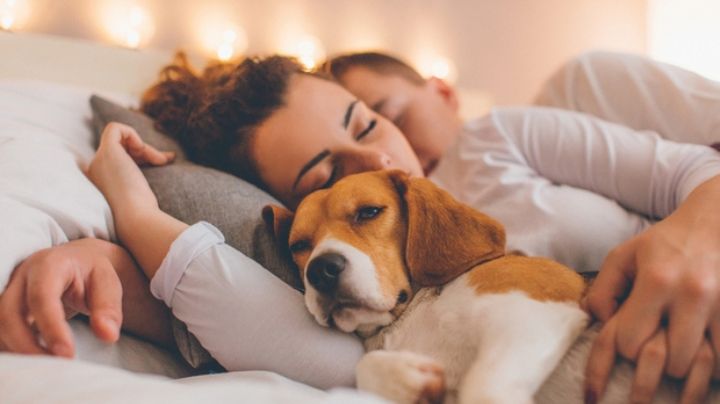 Conócelos: Por estos motivos no deberías dormir con tus mascotas