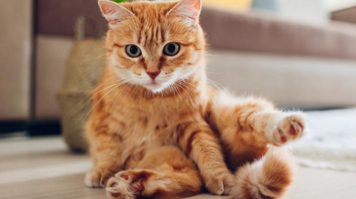 Arena de gato: ¿Se puede tirar en el inodoro?