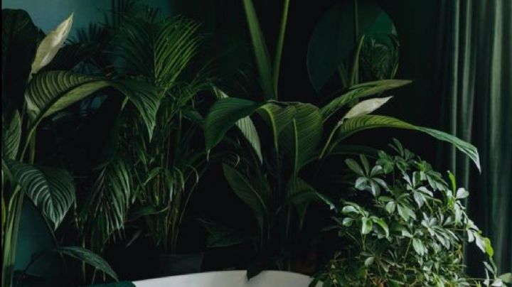 Plantas que no necesitan luz: 4 opciones que se volverán tus favoritas