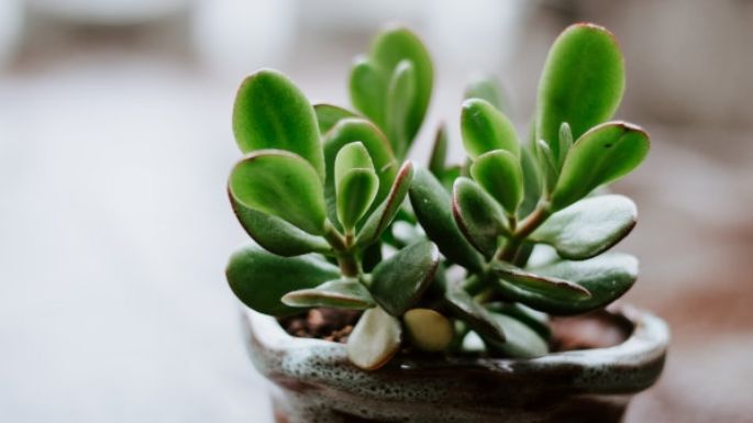 Suculentas: Consejos para cuidar estas plantas de interior y exterior en primavera