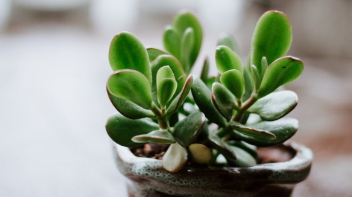 Suculentas: Consejos para cuidar estas plantas de interior y exterior en primavera