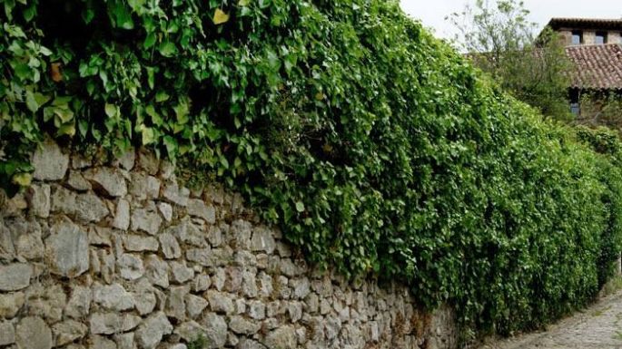 Trepadoras: Si tu objetivo es cubrir una pared, estas son las plantas que crecen a gran velocidad